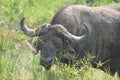 African cape Buffalo in Hluhluwe imfolozi game reserve Royalty Free Stock Photo