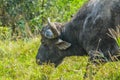 African cape Buffalo in Hluhluwe imfolozi game reserve Royalty Free Stock Photo