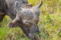 African cape Buffalo in Hluhluwe imfolozi game reserve Royalty Free Stock Photo