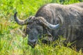 African cape Buffalo in Hluhluwe imfolozi game reserve Royalty Free Stock Photo