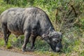 African cape Buffalo in Hluhluwe imfolozi game reserve Royalty Free Stock Photo