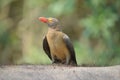 Beautiful red billed oxpecker bird relaxing on African cape Buffalo in Hluhluwe imfolozi game reserve Royalty Free Stock Photo