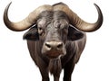 Ai Generated illustration Wildlife Concept of African Cape Buffalo Isolated Royalty Free Stock Photo