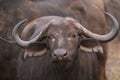 African cape buffalo in Kruger National Park, South Africa Royalty Free Stock Photo