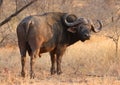 African cape buffalo in Kruger National Park, South Africa