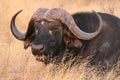 African cape buffalo in Kruger National Park, South Africa