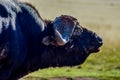 African cape buffalo portrait in a game reserve in Johannesburg South Africa Royalty Free Stock Photo