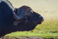 African cape buffalo portrait in a game reserve in Johannesburg South Africa Royalty Free Stock Photo