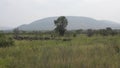 Real Wild Buffalo Herd in Natural Habitat in the African Savannah. Wildlife of Africa