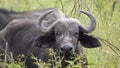 Real Wild African Buffalo in Africa Savanna