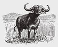 African or cape buffalo syncerus caffer standing in a landscape with tall grasses