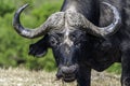 African or Cape Buffalo, up close, face Royalty Free Stock Photo