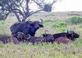 African or cape buffals are on a open grass plain. Africa`s big 5 five animals. Red-billed oxpeckers are on the buffalo Kenya,A