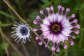 African or Cape Daisy, Osteospermum, Pink Whirls