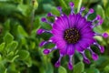 African or Cape Daisy, Osteospermum, Pink Whirls