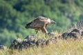 African Cape vulture Gyps coprotheres Royalty Free Stock Photo