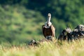 African Cape vulture Gyps coprotheres Royalty Free Stock Photo