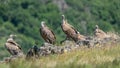 African Cape vulture Gyps coprotheres Royalty Free Stock Photo