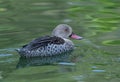 African caped teal Royalty Free Stock Photo