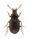 African carabidae Royalty Free Stock Photo