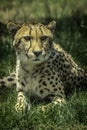 Cheetah Royalty Free Stock Photo