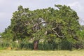 African Cashew Tree