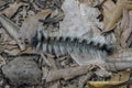 African caterpillar from Zanzibar