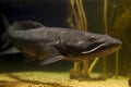 African Catfish (Generative AI) Royalty Free Stock Photo