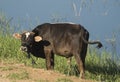 African cattle bull livestock stood next to river