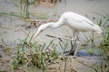 African cattle egret bird hunting at waterhole in Pendjari NP, Benin