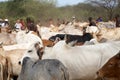 African cattle
