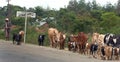 African cattle