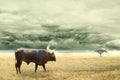 African cattle standing in dry African savana with heavy dramatic clouds above