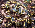 African Chafer Beetles Or Pachnoda Species