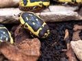 African Chafer Beetles Or Pachnoda Species Royalty Free Stock Photo