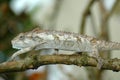 African Chameleon Royalty Free Stock Photo