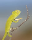 African chameleon balancing on stick Royalty Free Stock Photo