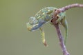 African chameleon climbing on branch