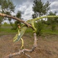 African chameleon climbing in habitat landscape