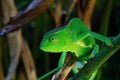 An african chameleon in the jungles of Uganda, Entebbe. Royalty Free Stock Photo