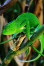 An african chameleon in the jungles of Uganda, Entebbe.