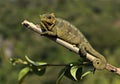 African Chameleon Royalty Free Stock Photo