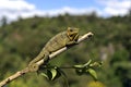 African Chameleon Royalty Free Stock Photo