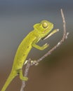 African chameleon on stick Royalty Free Stock Photo