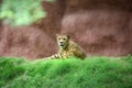 African Cheetah Royalty Free Stock Photo