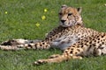 African Cheetah Royalty Free Stock Photo