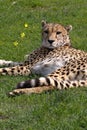 African Cheetah Royalty Free Stock Photo