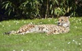 African Cheetah lying on grass Royalty Free Stock Photo