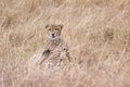 African cheetah Royalty Free Stock Photo