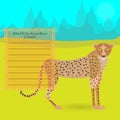 African Cheetah